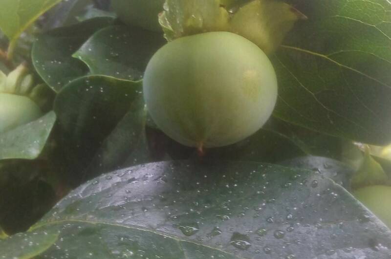 Гостевой дом «Viktori»