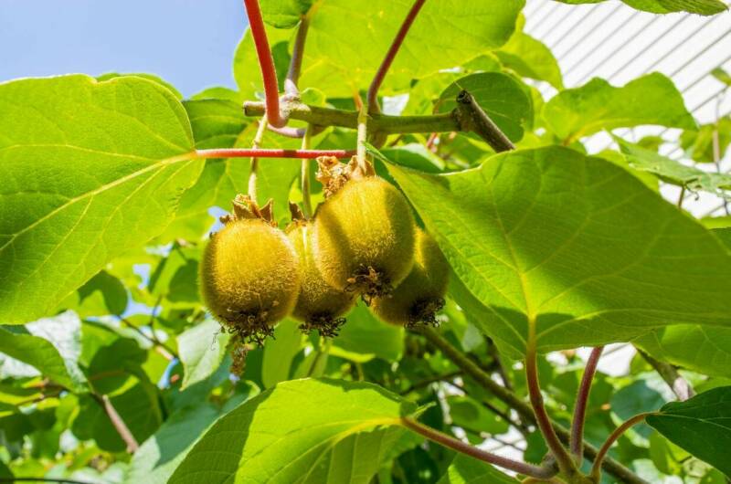 Гостевой дом «ТепЛоо»