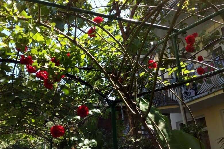 Гостевой дом «Азалия»