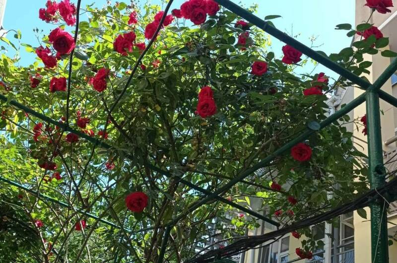 Гостевой дом «Азалия»