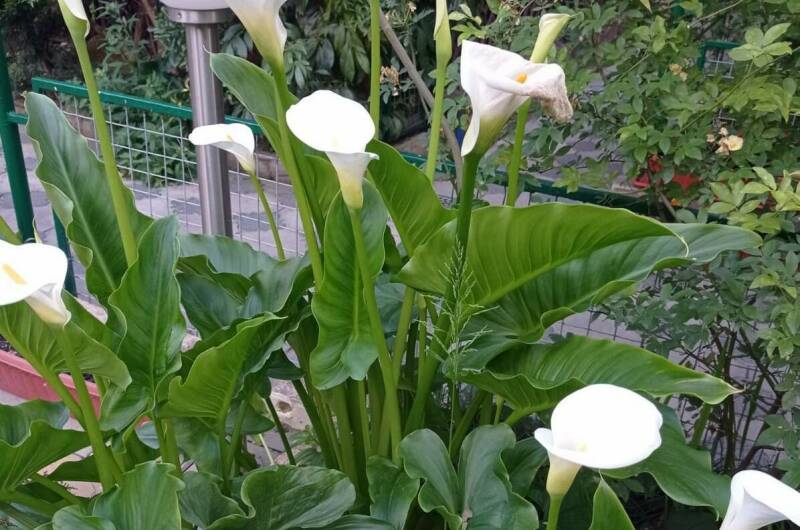 Гостевой дом «Азалия»