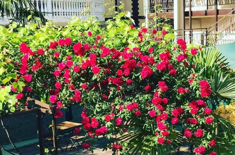 Гостевой дом «Самшит»