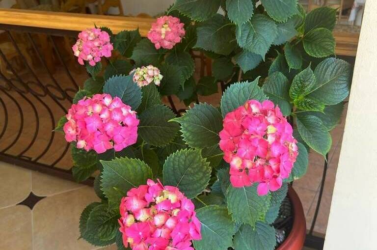 Гостевой дом «Адениум»