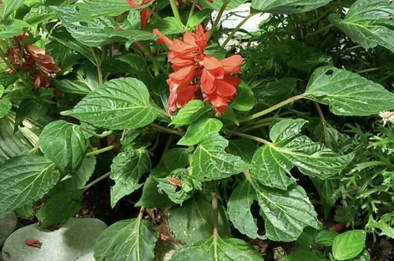 Частный сектор «У Михаила»