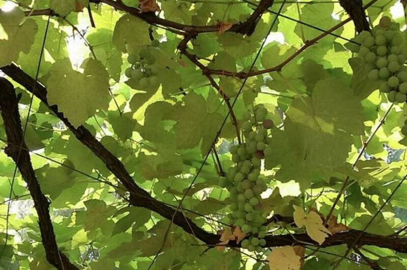 Частный сектор «У Михаила»