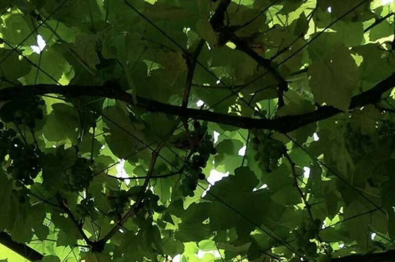 Частный сектор «У Михаила»