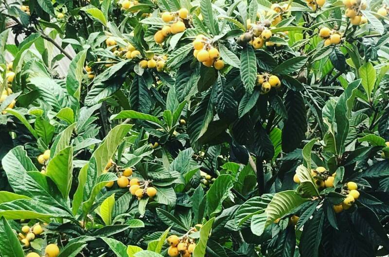 Частный сектор «У Михаила»