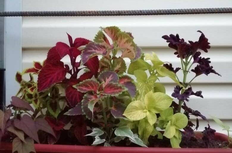 Гостевой дом «у Дины»