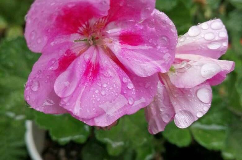 Гостевой дом «у Дины»