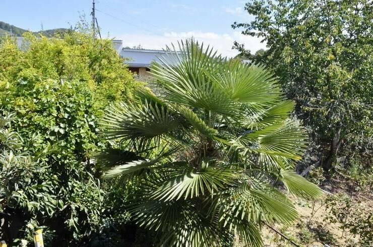 Гостевой дом «Эвелина»