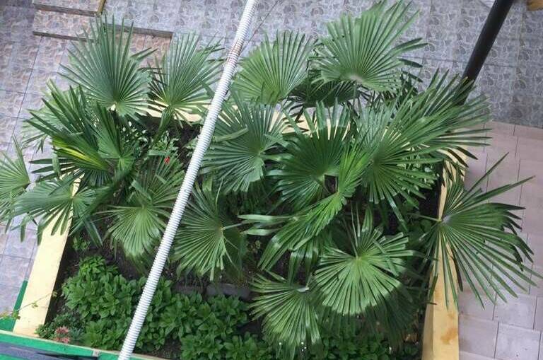 Гостевой дом «Аракс»