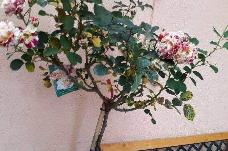 Гостевой дом «В гостях у Джулии»