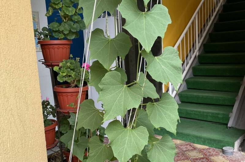 Гостевой дом «Жемчужина»