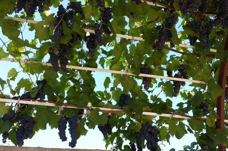 Гостевой дом «Черноморская жемчужина»