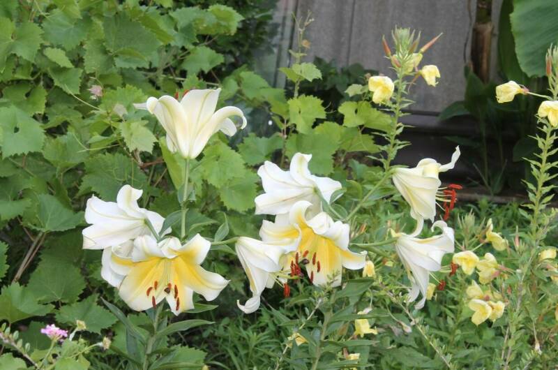 Гостевой дом «Хижина Чука»