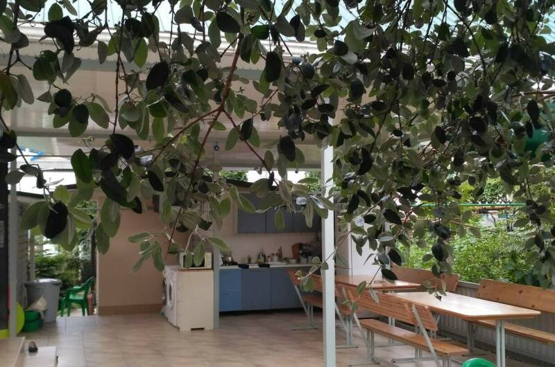 Гостевой дом «Фруктовый сад»