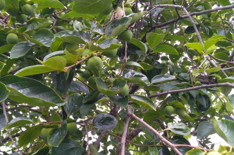 Гостевой дом «Фруктовый сад»