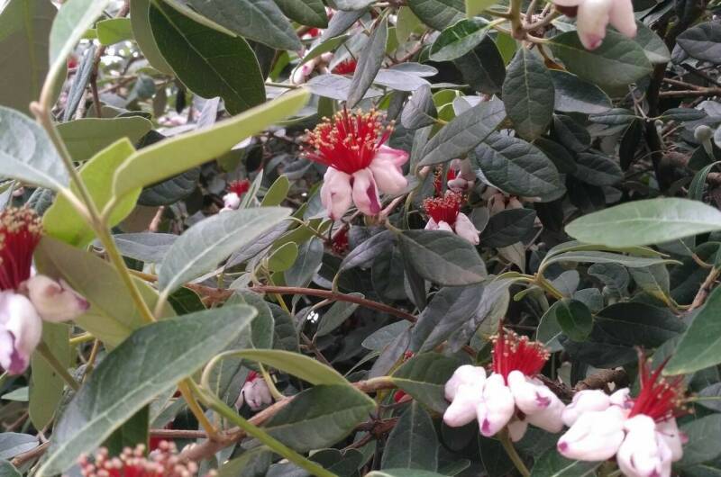 Гостевой дом «Фруктовый сад»