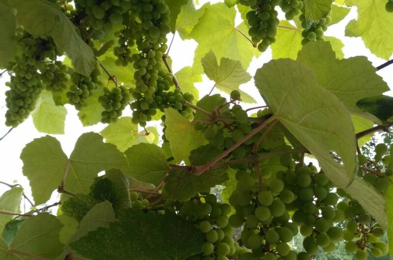 Гостевой дом «Фруктовый сад»