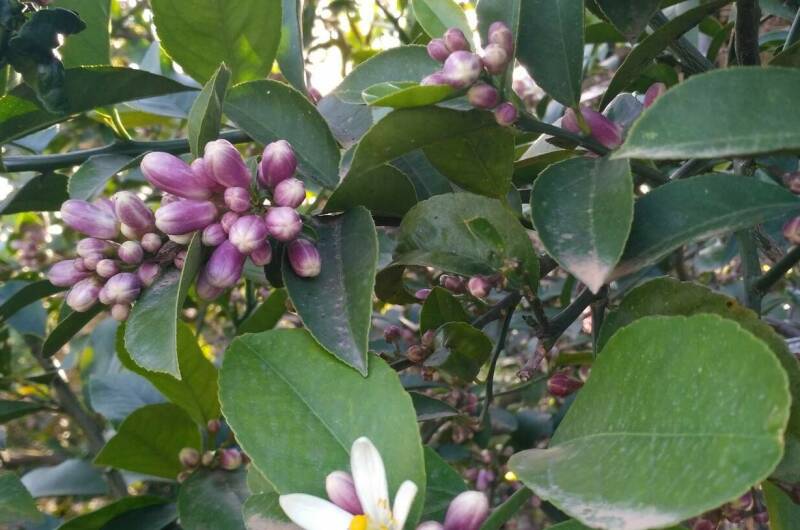 Гостевой дом «Фруктовый сад»