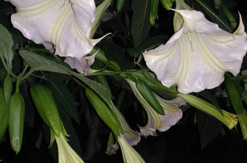 Гостевой дом «Фруктовый сад»