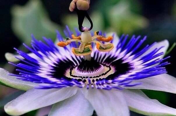 Гостевой дом «Пассифлора»