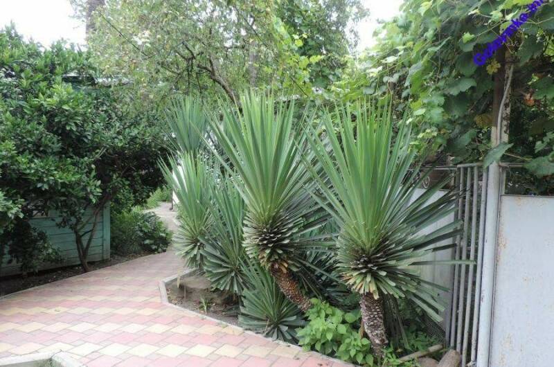 Гостевой дом «Пальмовая роща»