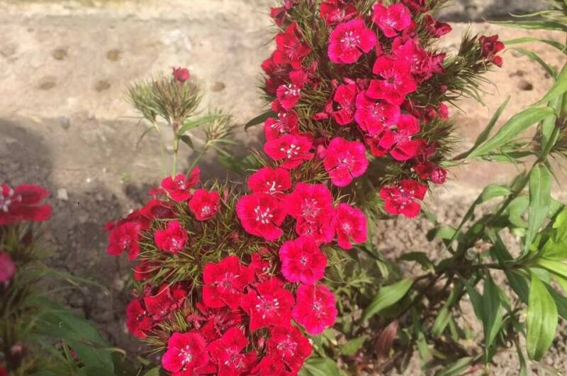 Гостевой дом «Магнолия»