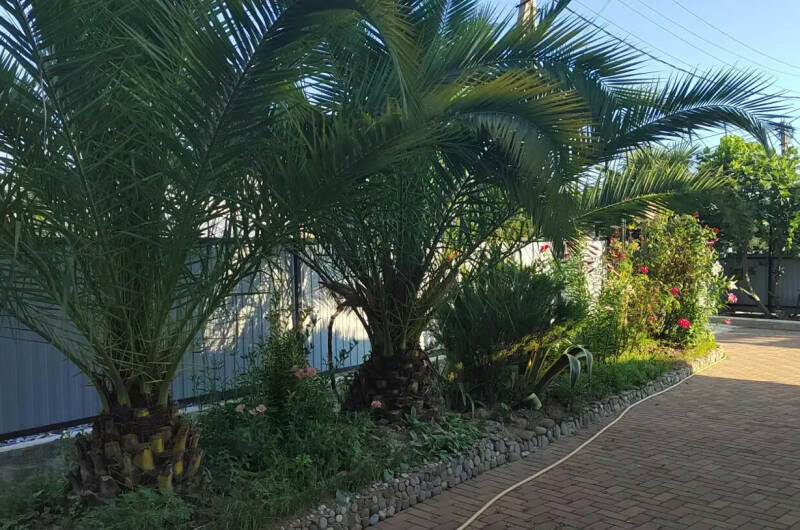 Гостевой дом «Лиана»