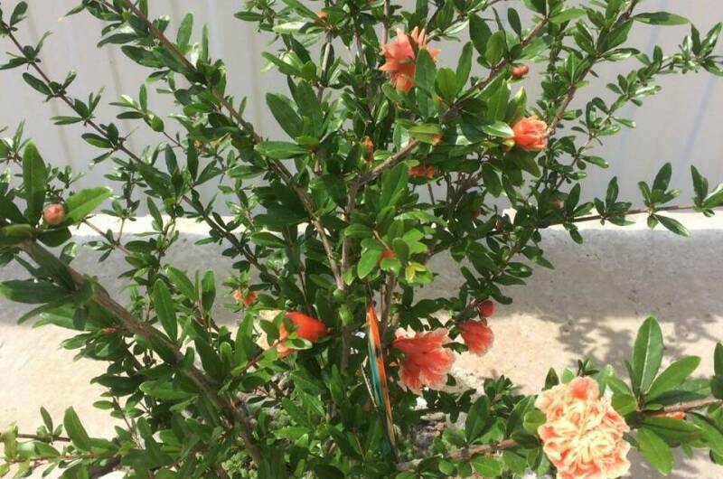 Гостевой дом на Рассветной