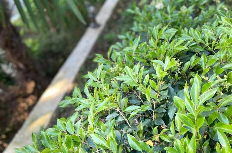 Коттедж «Агеевъ»