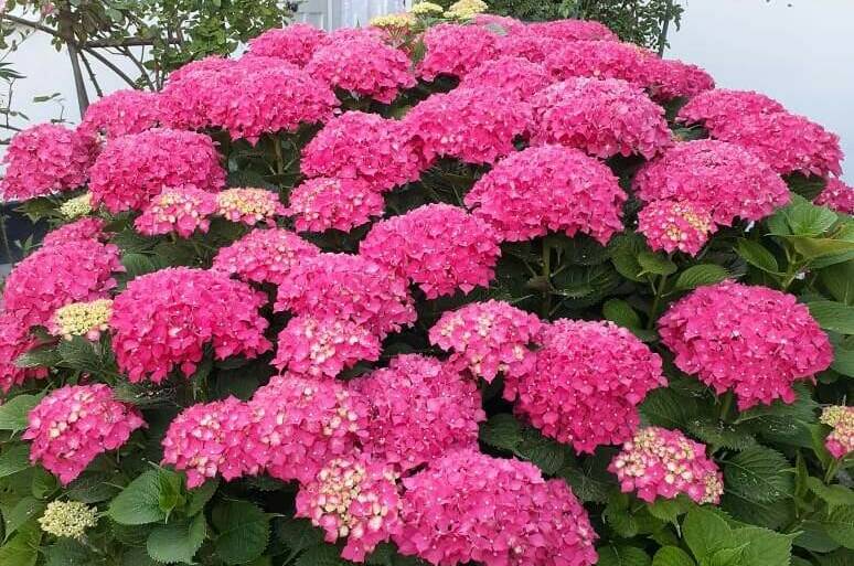 Гостевой дом «Бабушкин дворик»