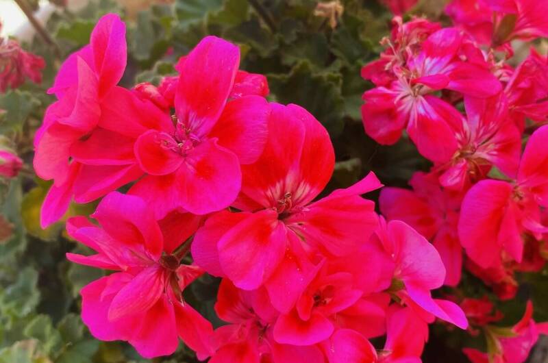 Гостевой дом «Виолетта»