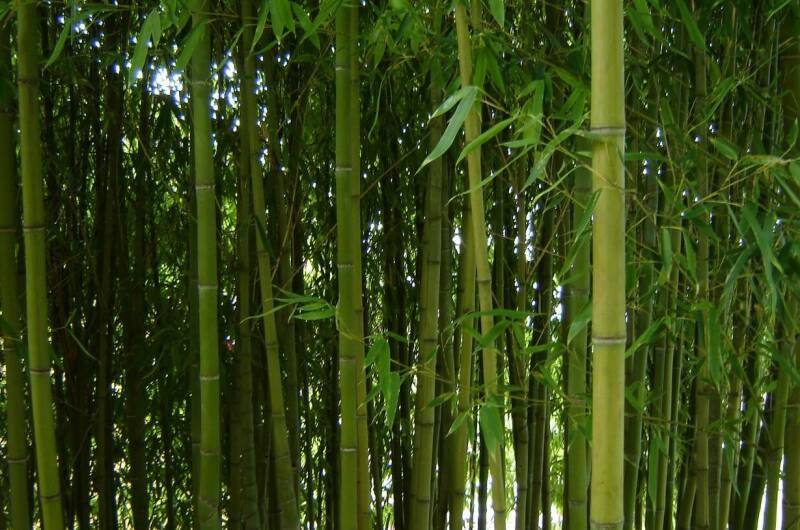 Частный дом «Бамбуковая роща»