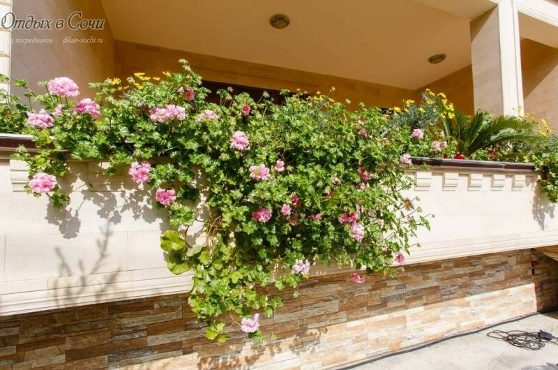 Отель «Джульетта»