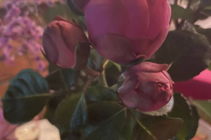 Гостиница «Сильвер» (бывший «Гранд-Отель»)