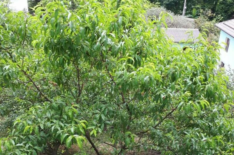 Гостевой дом «Алые паруса»