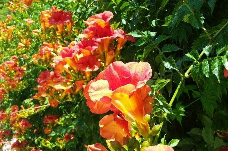 Домик под ключ «Вишня»