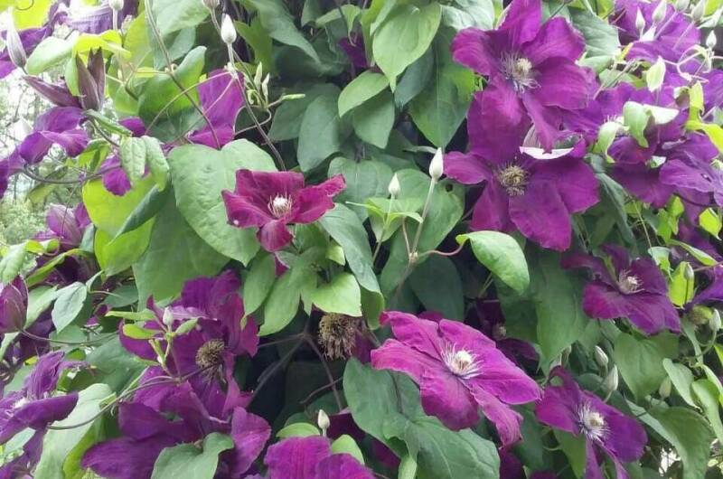 Домик под ключ «Вишня»