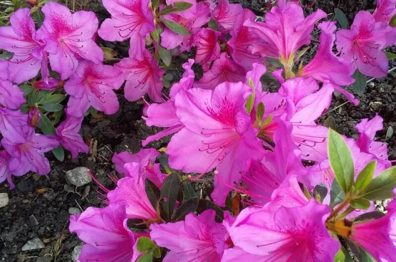 Домик под ключ «Вишня»