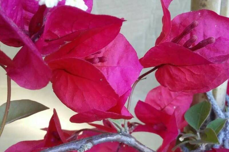 Домик под ключ «Вишня»