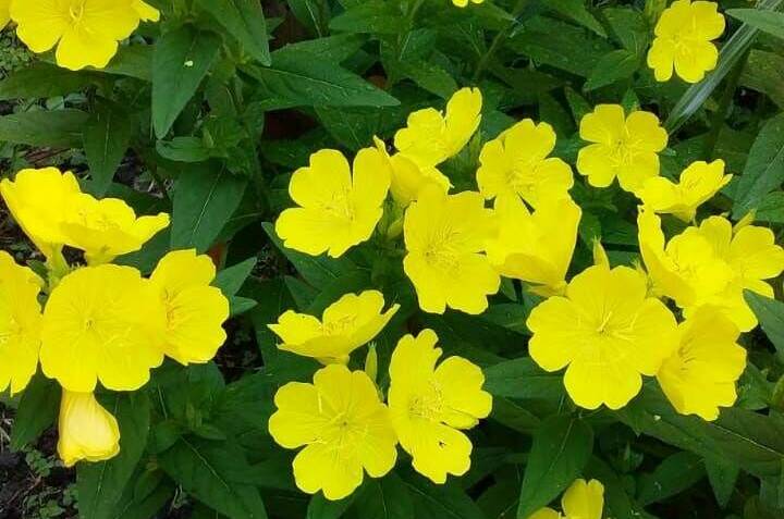 Домик под ключ «Вишня»