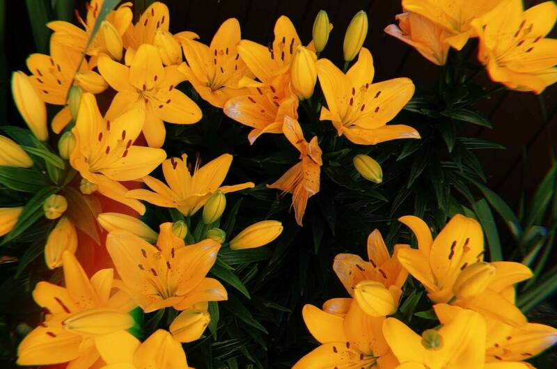 Гостевой дом «Аэлита»