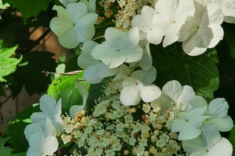 Гостевой дом «Алиса»