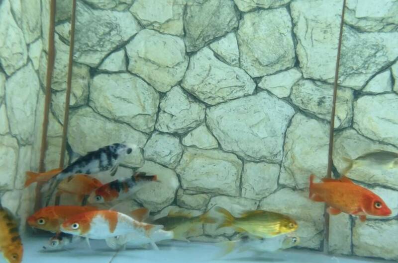 Гостевой дом «Светлана»