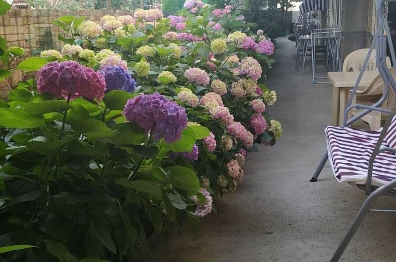 Гостевой дом «Гортензия»