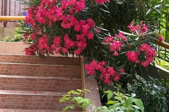 Гостевой дом «Бриз Лоо»