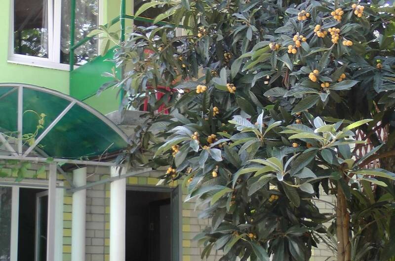 Гостевой дом «Белый ирис»