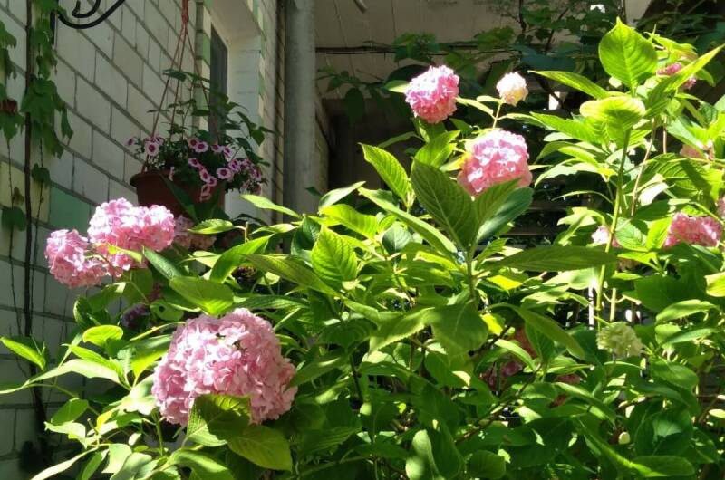 Гостевой дом «Белый ирис»