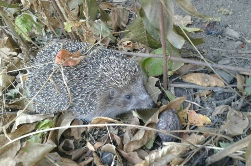 Бухта «Хоста»